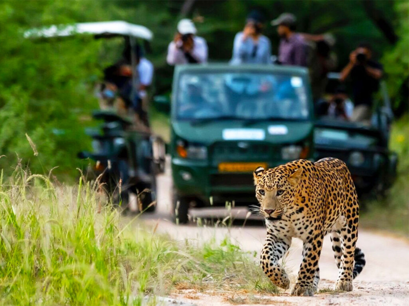 Jawai Leopard Safari Tour Packages from Ahmedabad