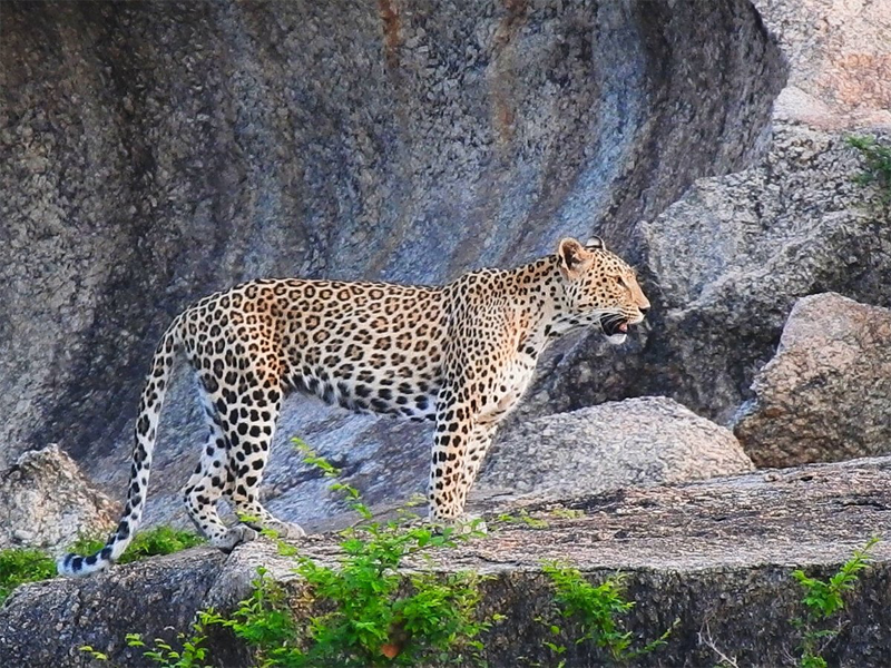 Jawai Leopard Safari Tour from Ahmedabad